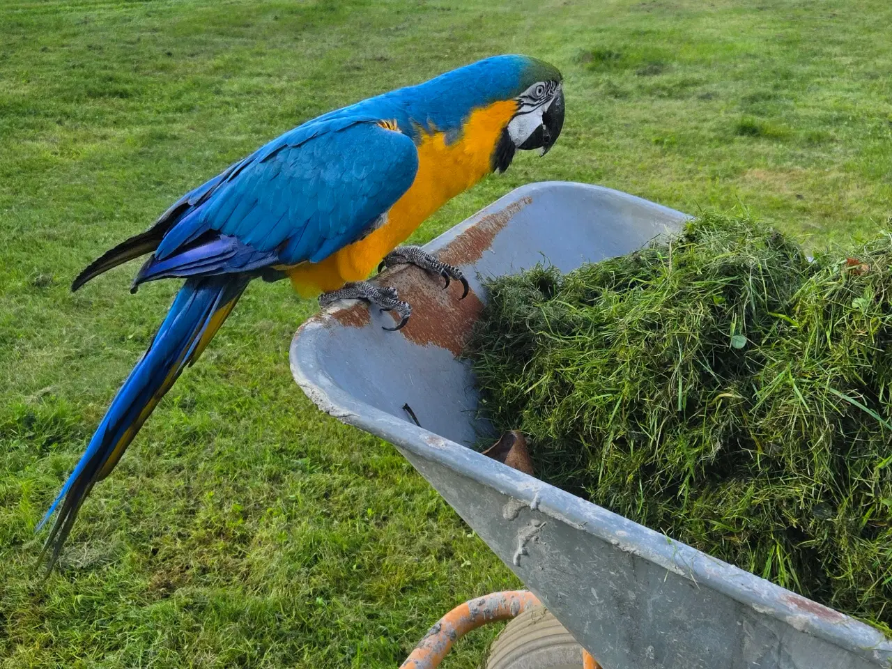 Billede 7 - Meget tam Ara