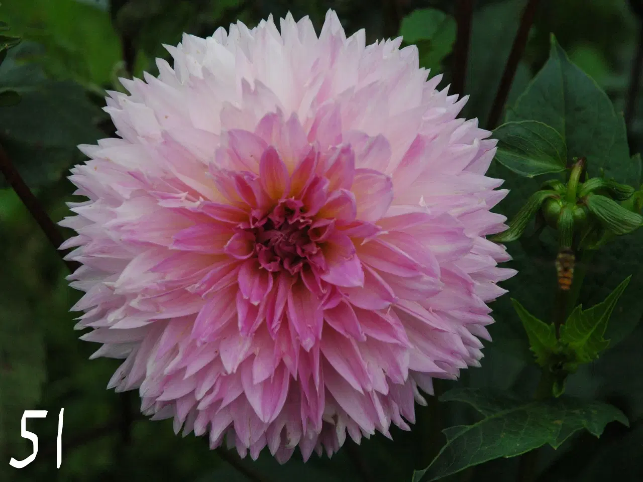 Billede 5 - Forspirede Dahlia