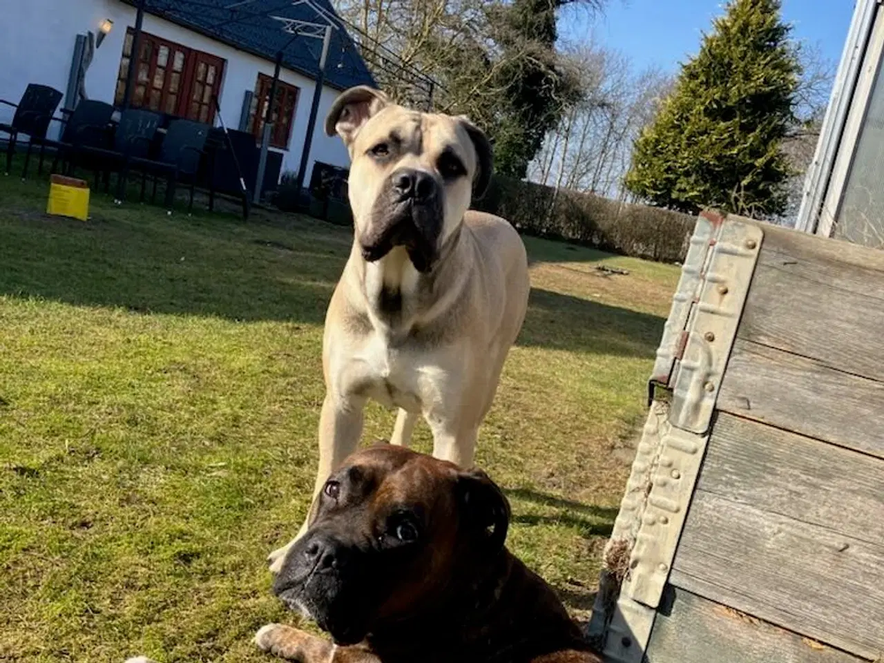 Billede 16 - Store, smukke og robuste Boxer/Mastiff hvalpe