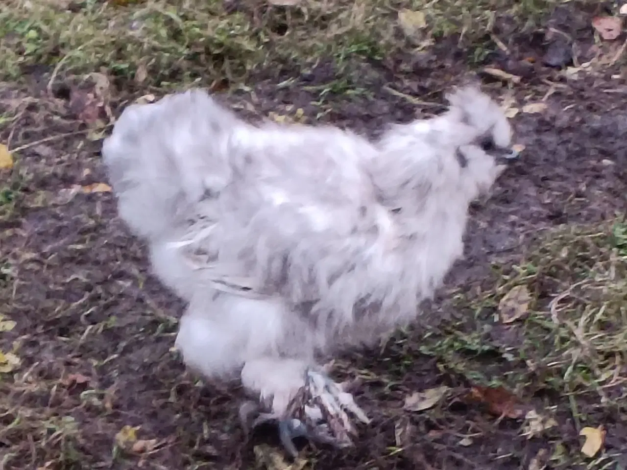 Billede 3 - Flotte unge Silke haner