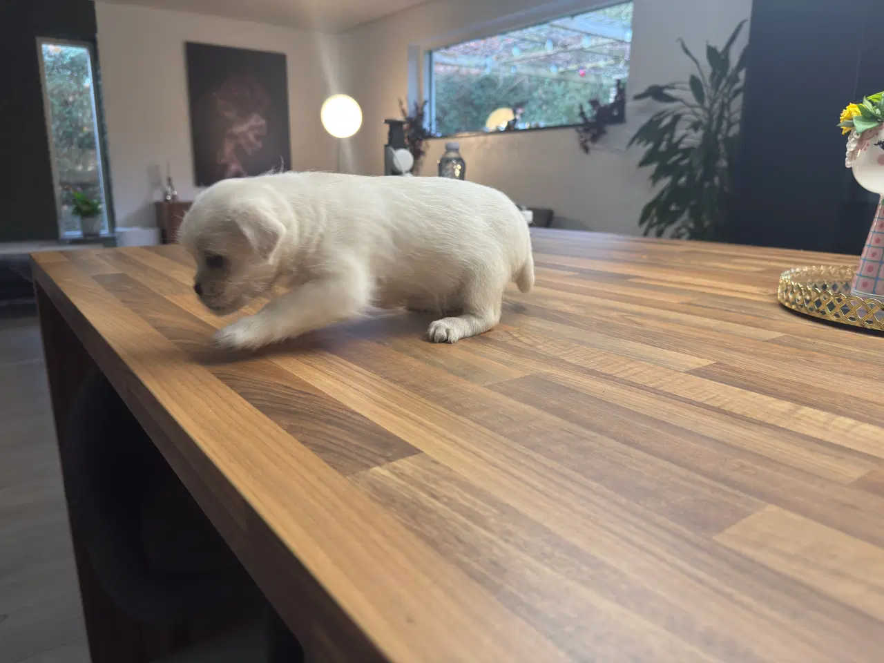 Billede 11 - Poshun hvalpe