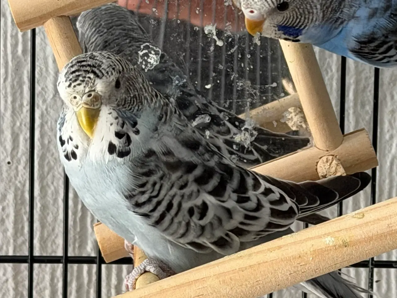 Billede 7 - Australske undulater 