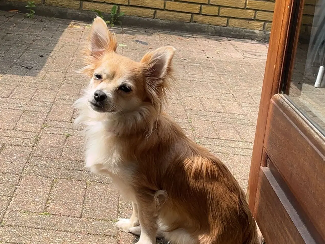 Billede 12 - Kærlighed og Charme: Skønne Pomchi-Hvalpe