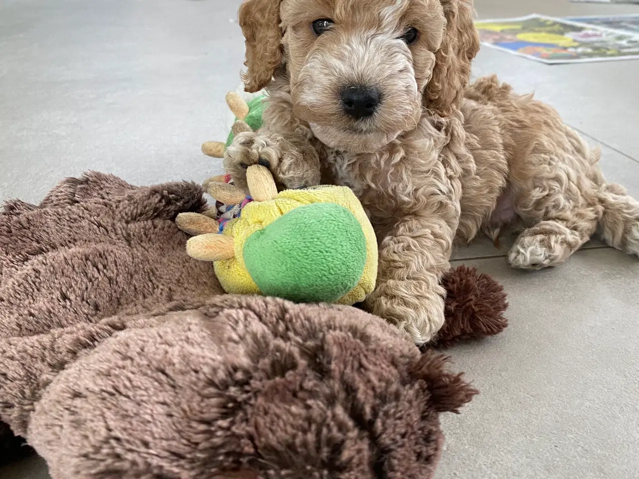 Billede 1 - Cockerpoo, cockerdoodle, cockapoo, doodle