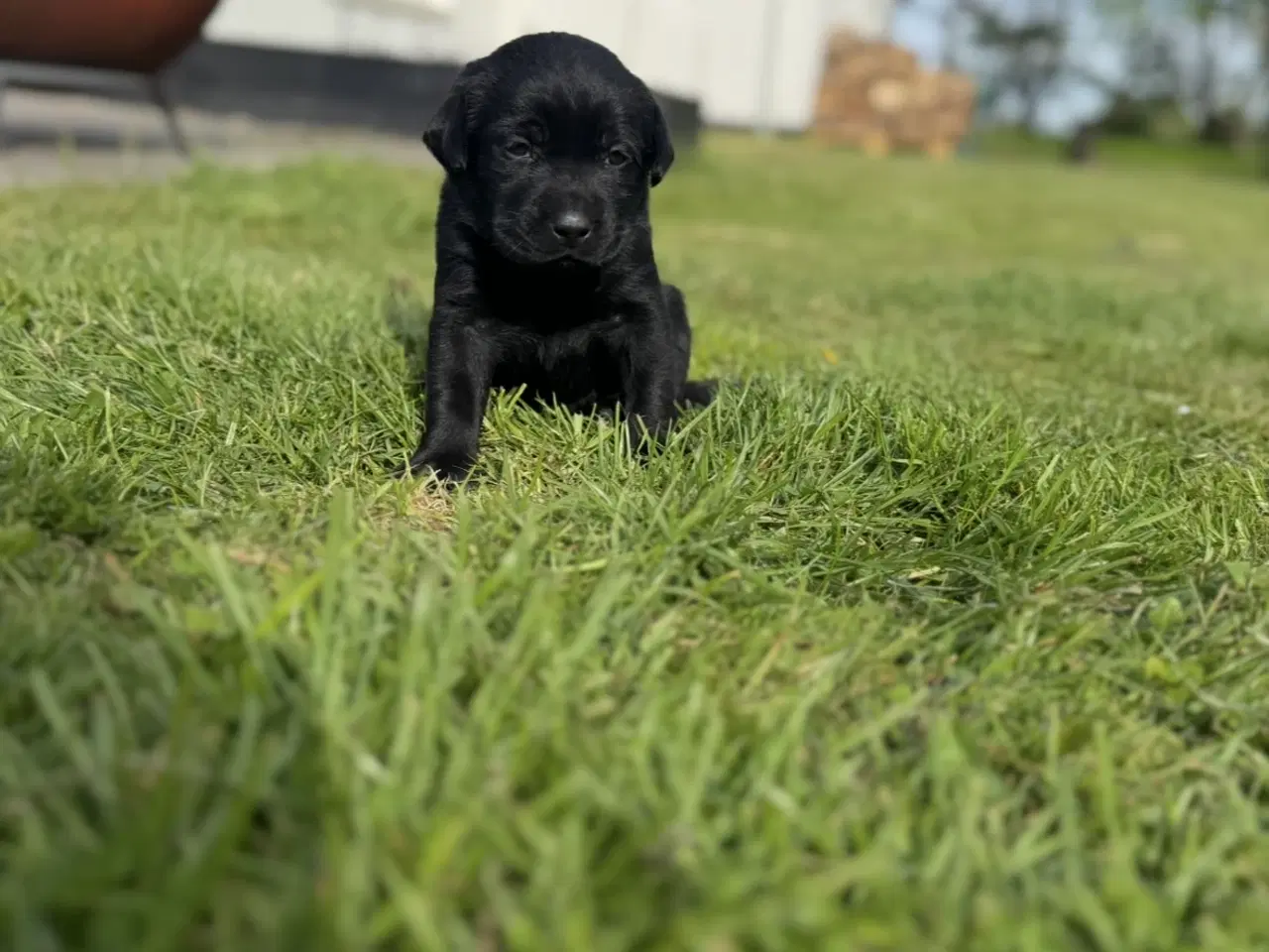 Billede 3 - Labrador hundehvalp