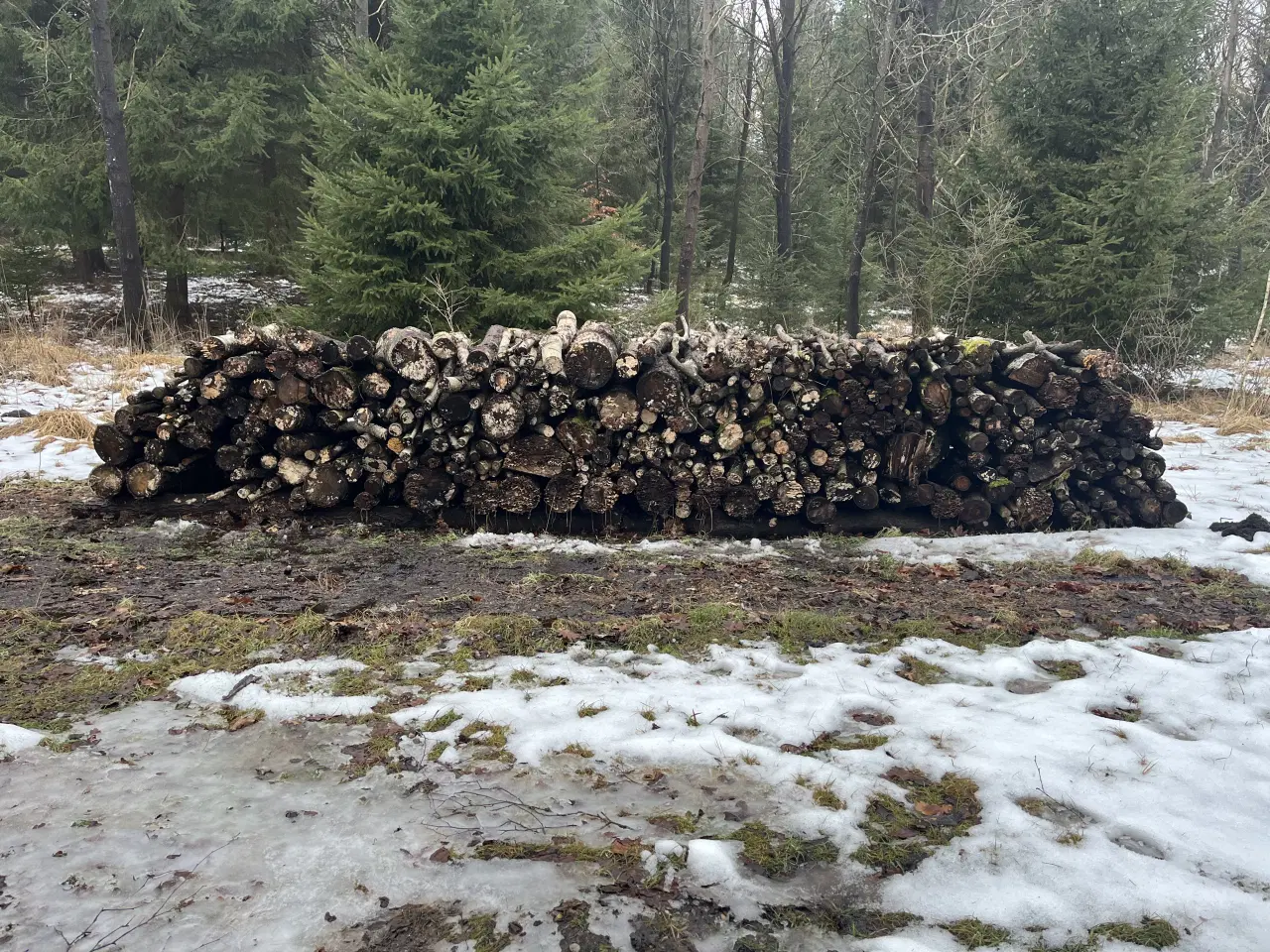 Billede 1 - 5 skovrummeter løvtræ