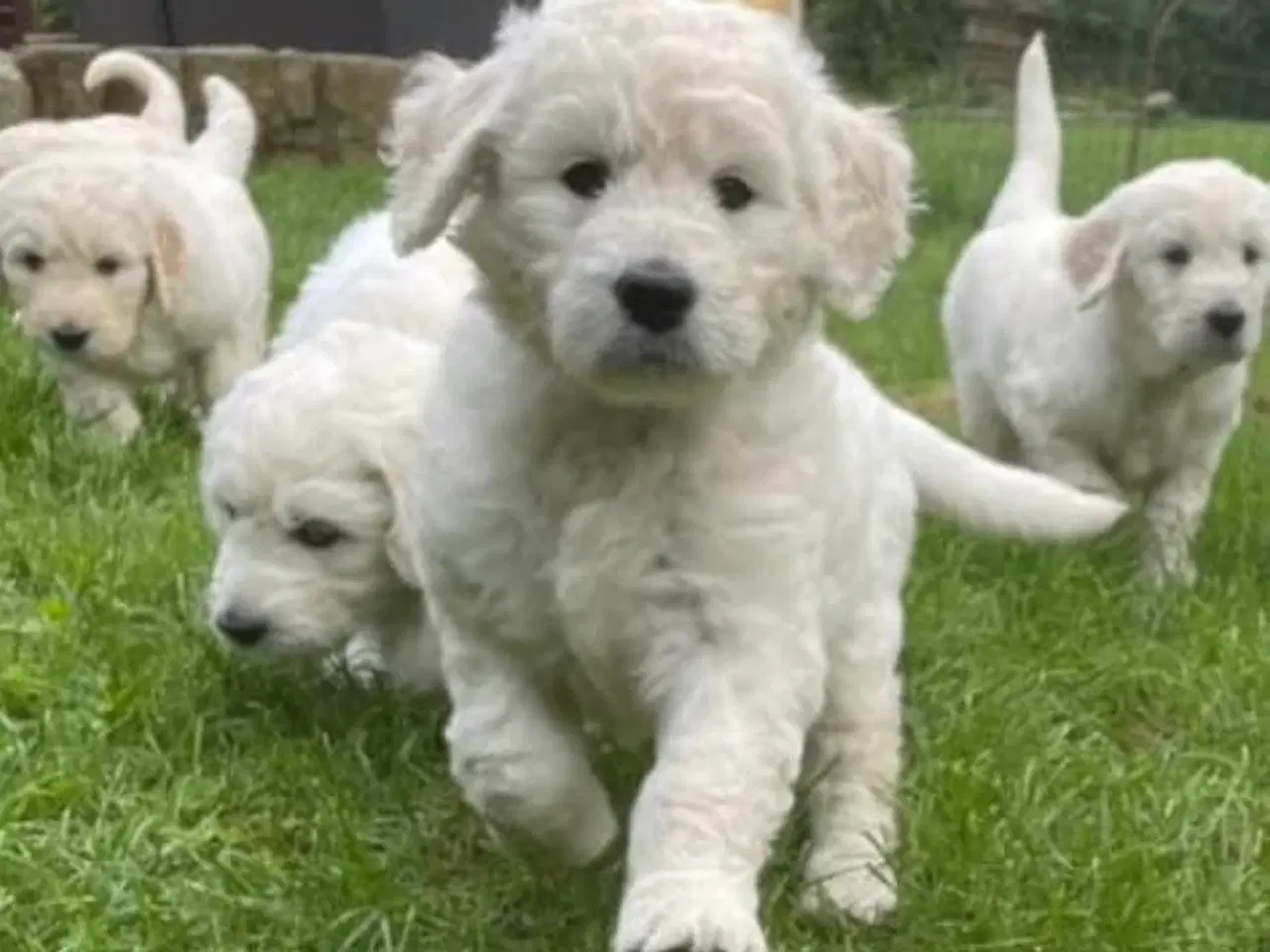 Billede 2 - Hvalpe - Goldendoodle