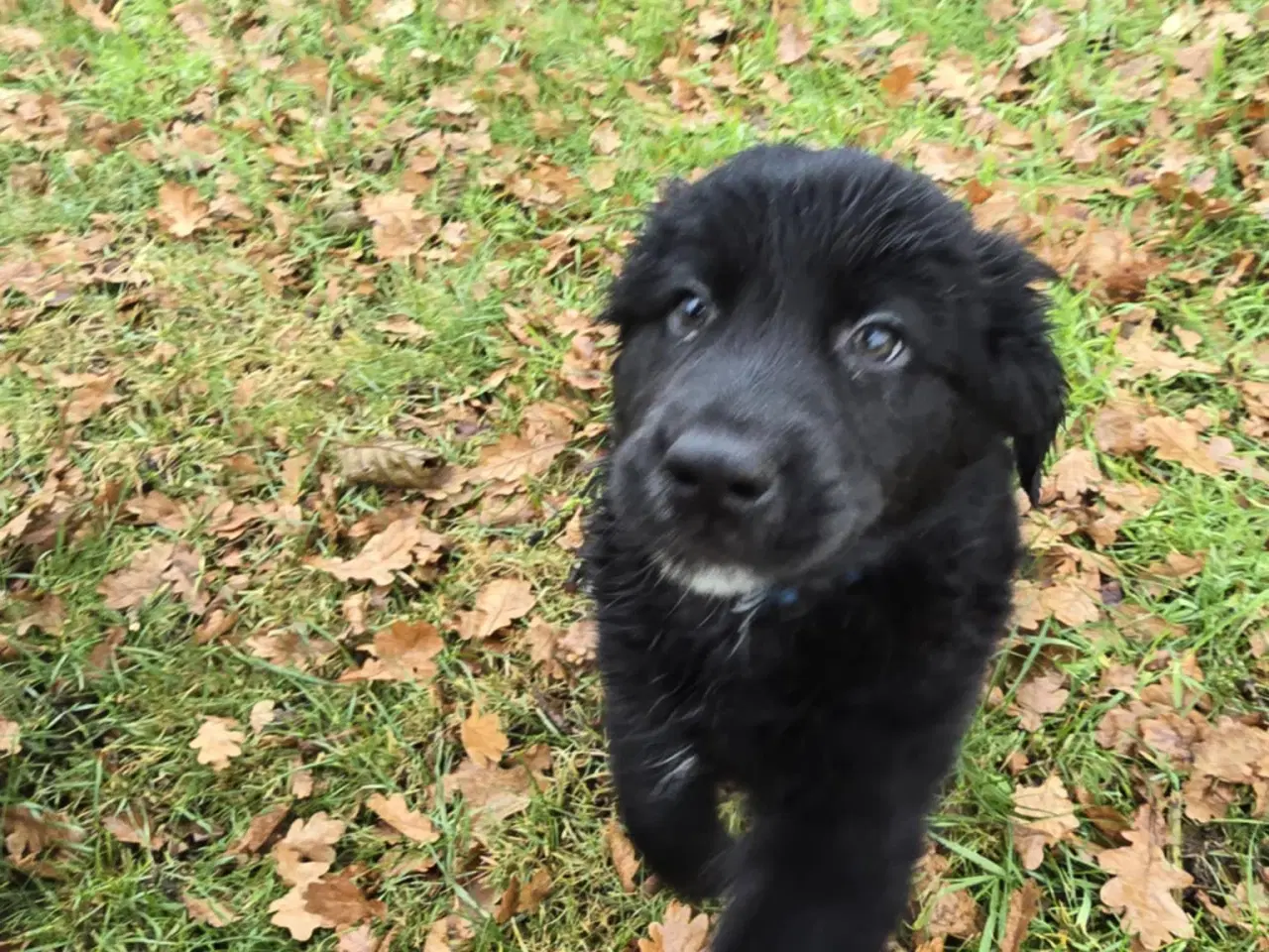 Billede 9 - Golden retriever blanding hanhund