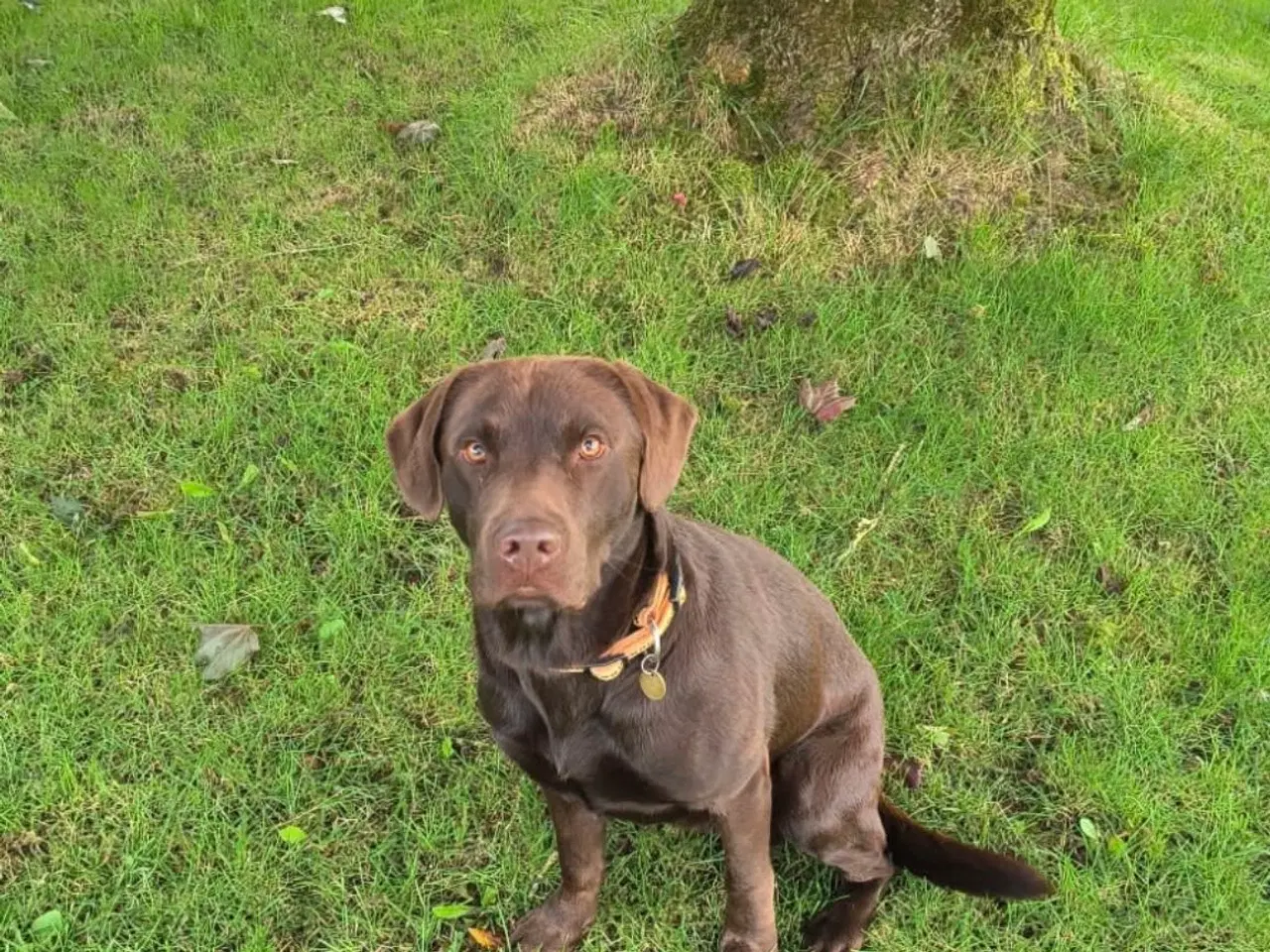 Billede 6 - 7 labrador hvalpe søger nye familier