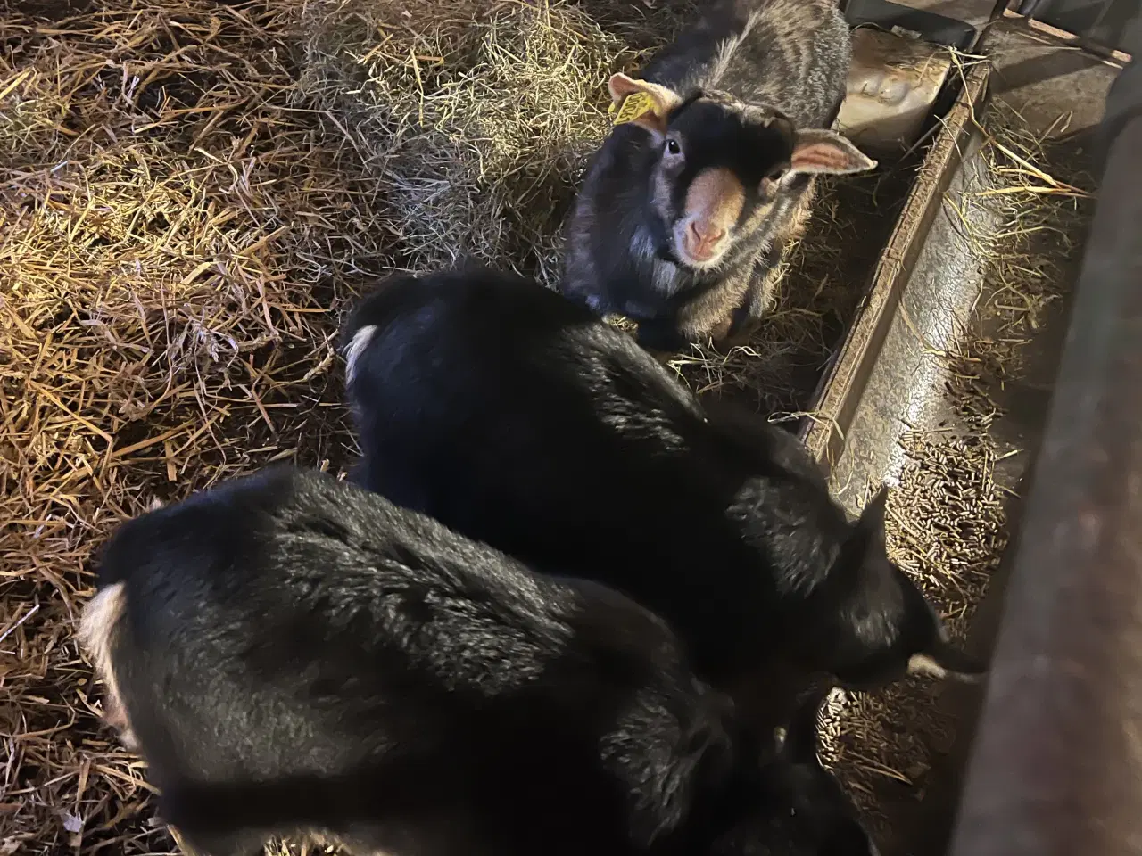 Billede 1 - 3 søde bukkekid