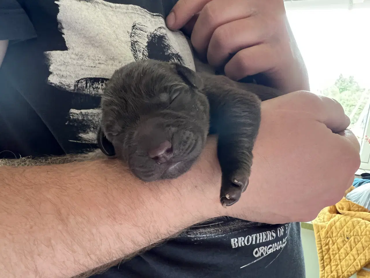 Billede 8 - Brune labrador hvalpe