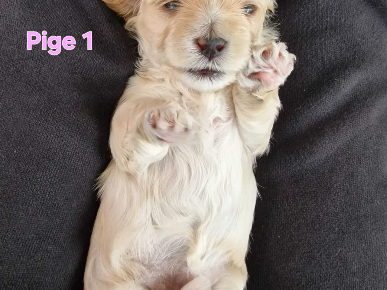 Billede 2 - Smukke Bichon Havanais hvalpe