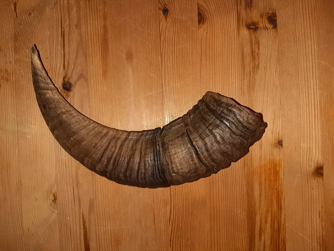 Billede 3 - Rav klumper 36 gram og 9 stk gevir.