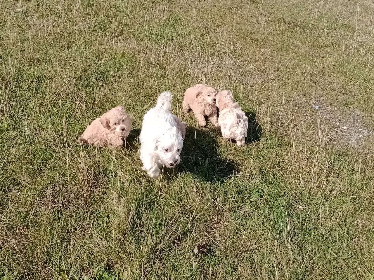 Billede 8 - Maltipoo hvalpe