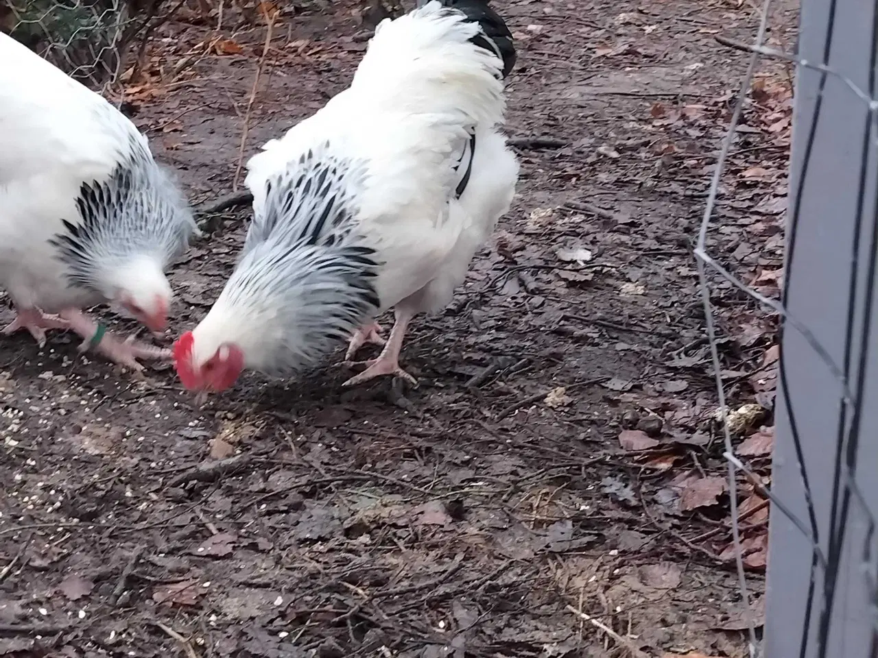 Billede 3 - Sussex hane