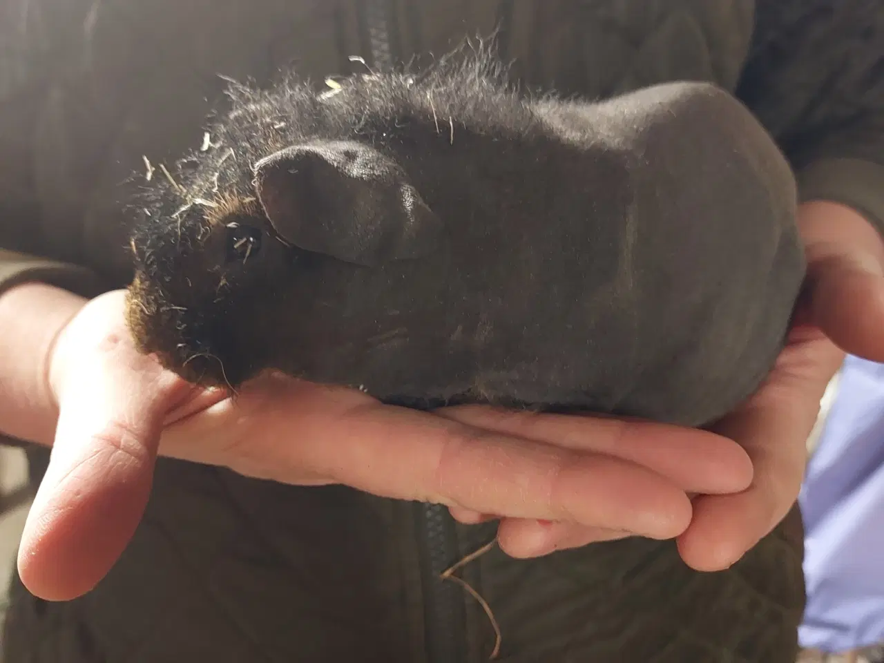 Billede 1 - Skinny marsvin