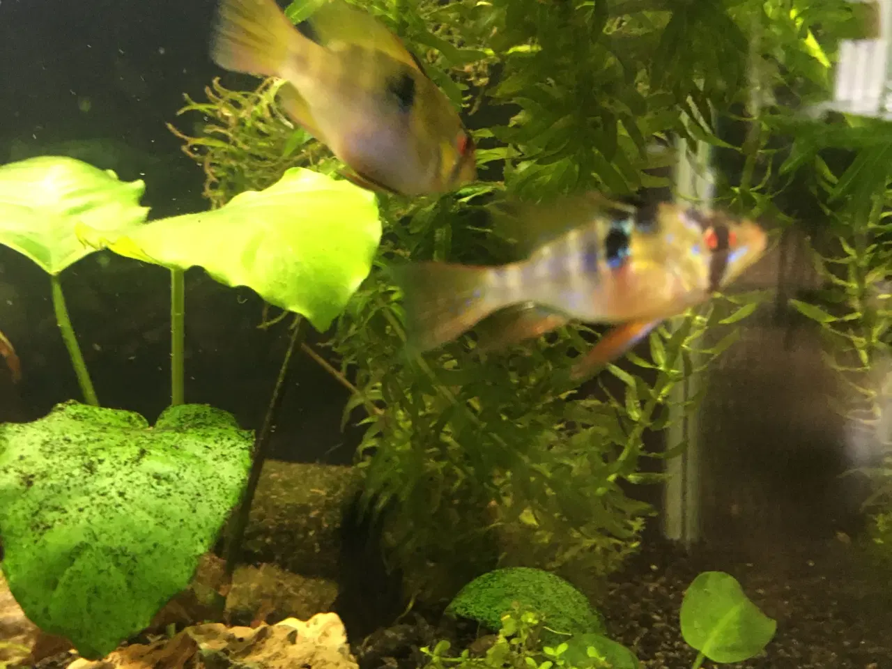 Billede 8 - Sommerfugle cichlide