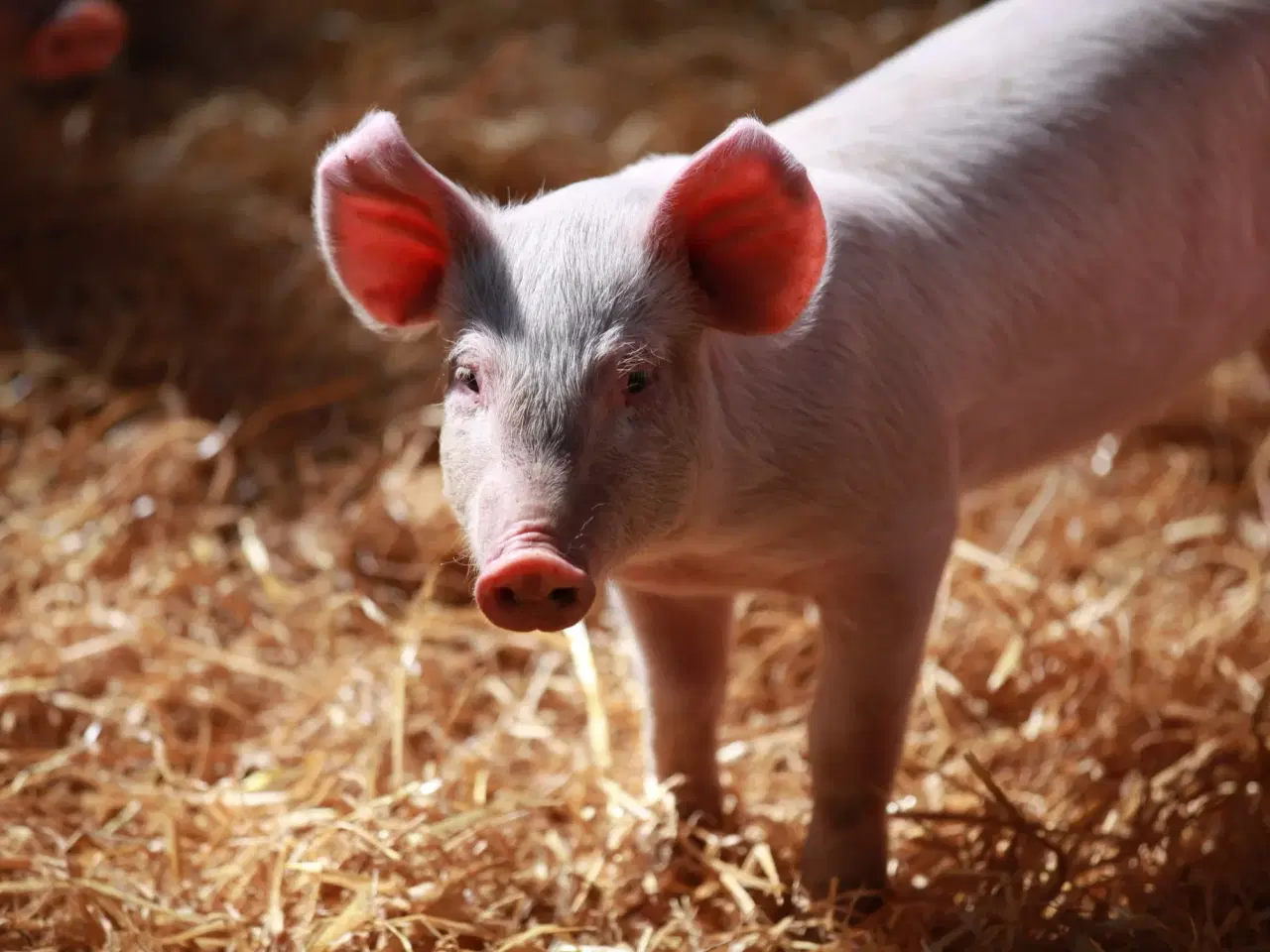 Billede 3 - Vi modtager og henter dyr GRATIS – 