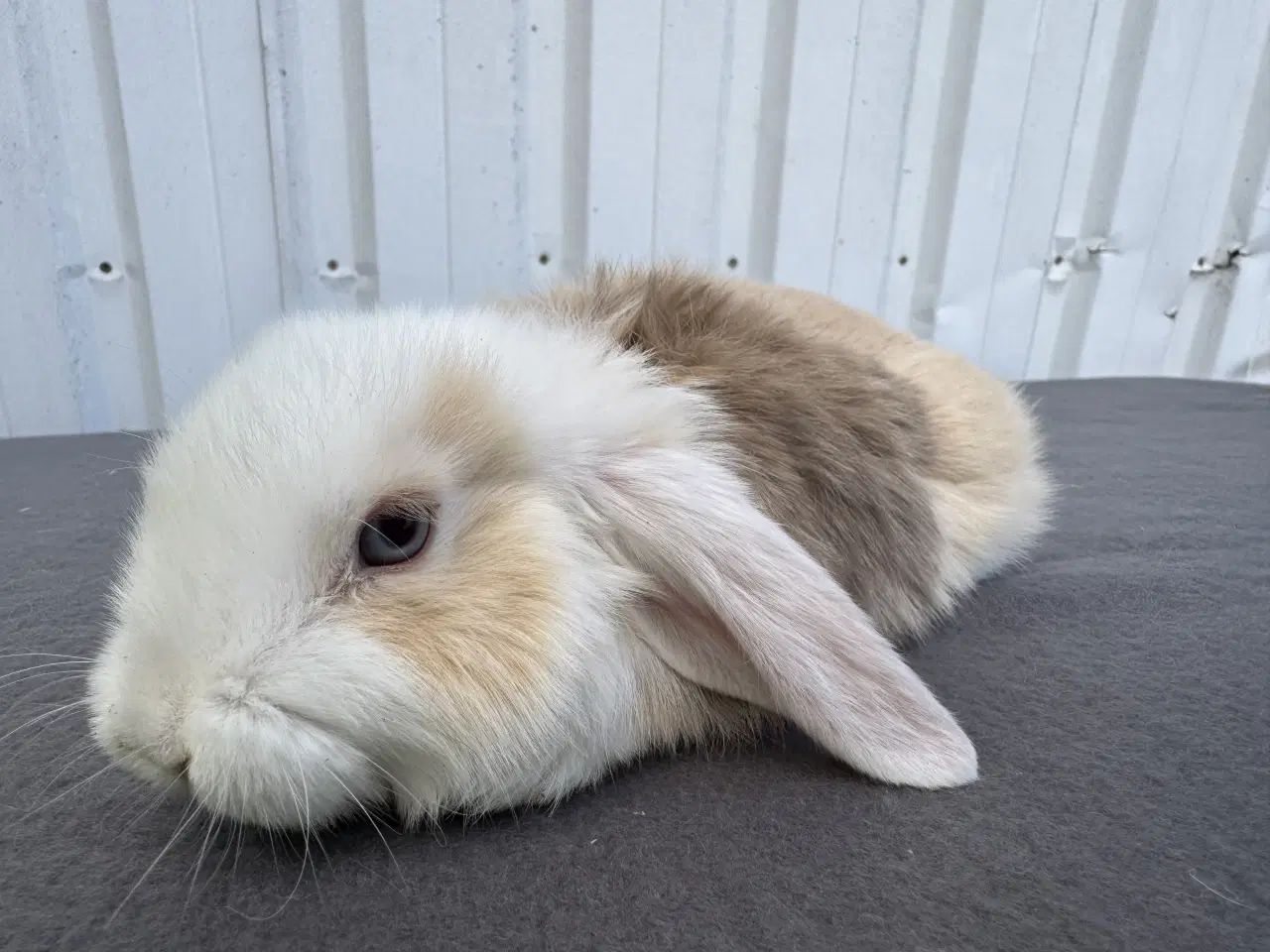 Billede 4 - 6 Dværgvædder hunner 🐰