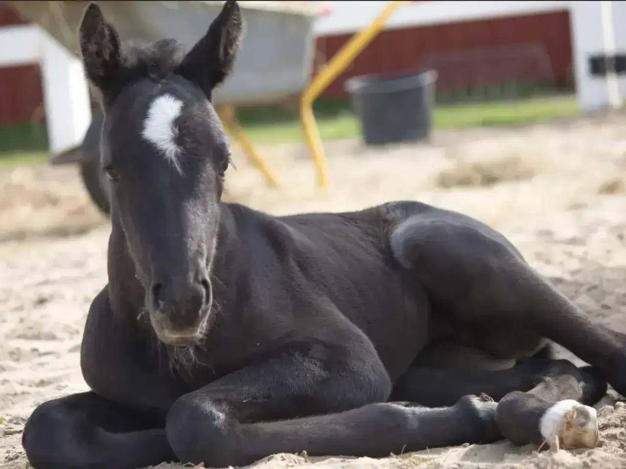 Billede 5 - Spotilas/totilas hoppeføl