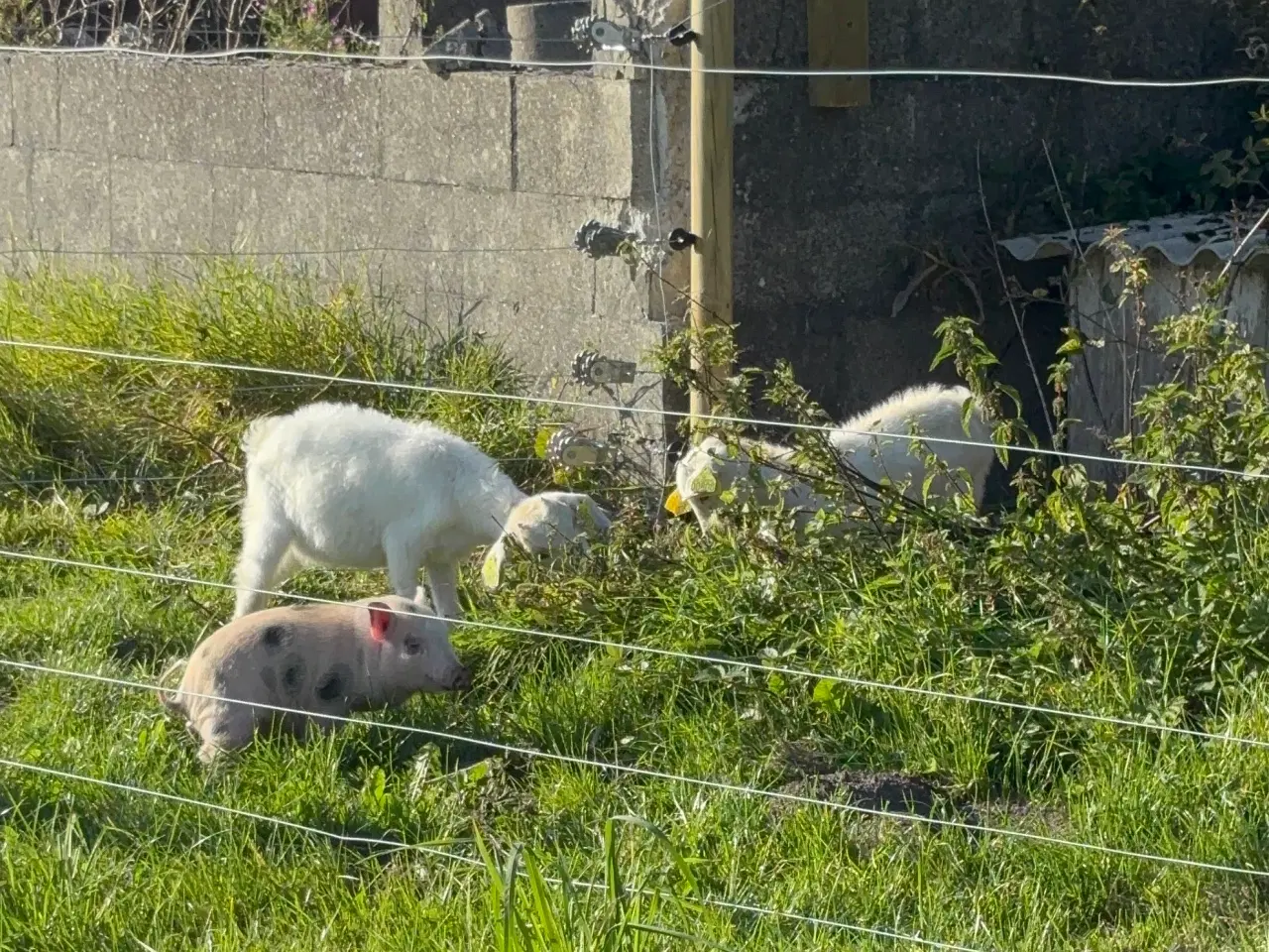 Billede 3 - Dværggeder gimmer