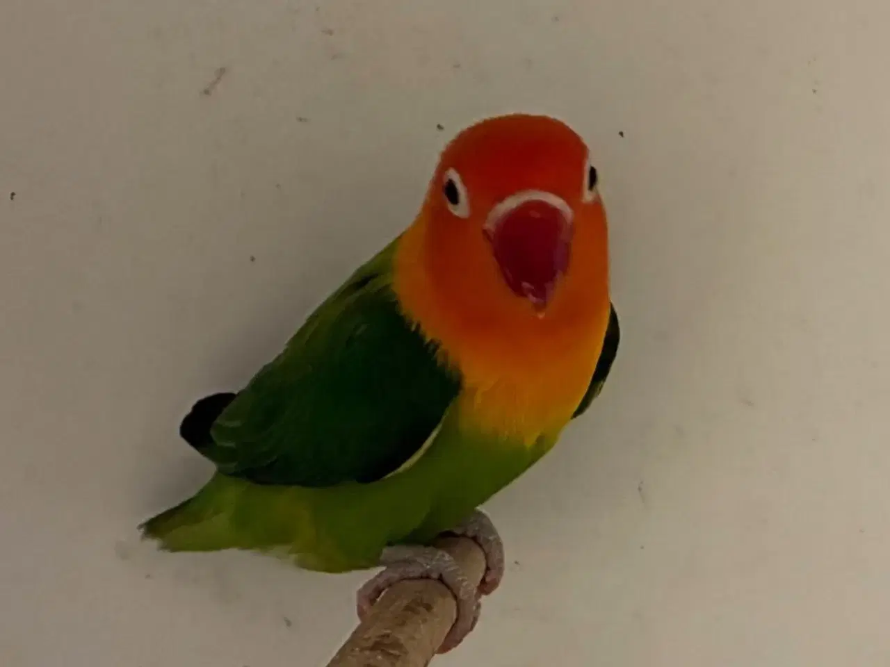Billede 1 - Rødhovedet Dværgpapegøje