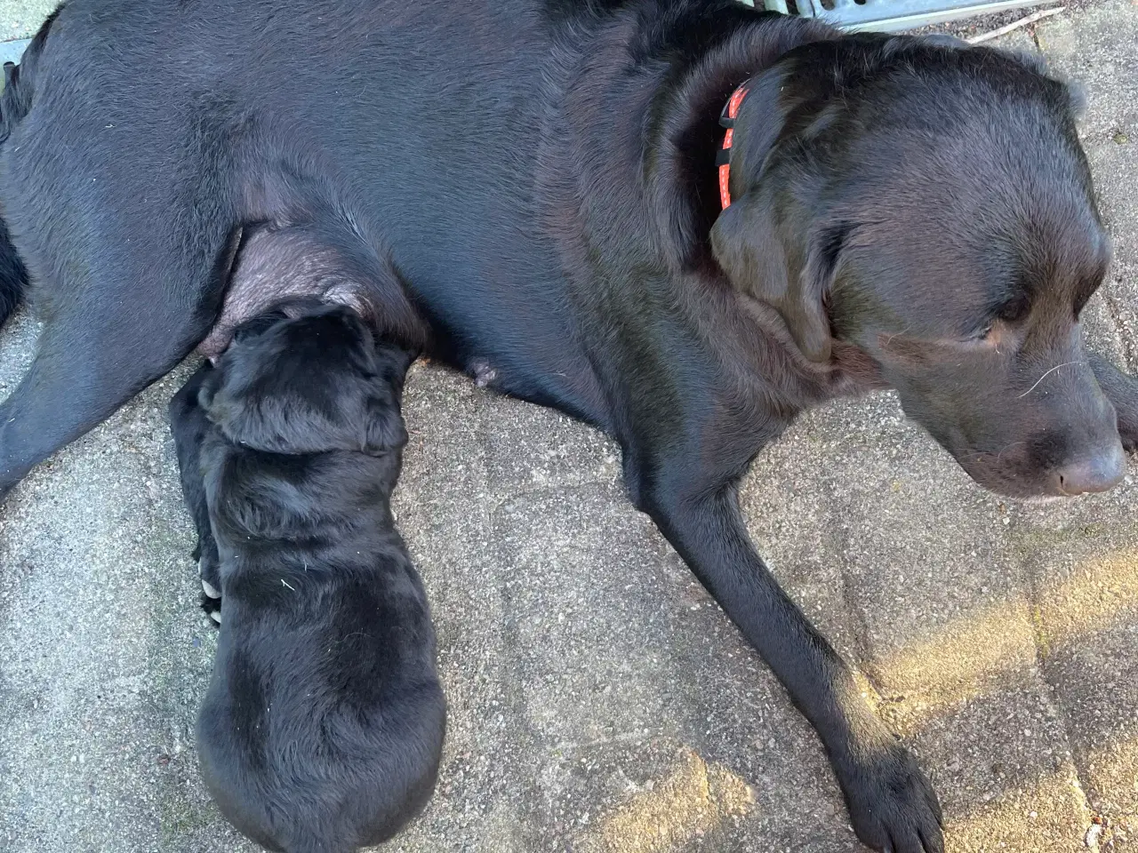 Billede 5 - Hundehvalp 