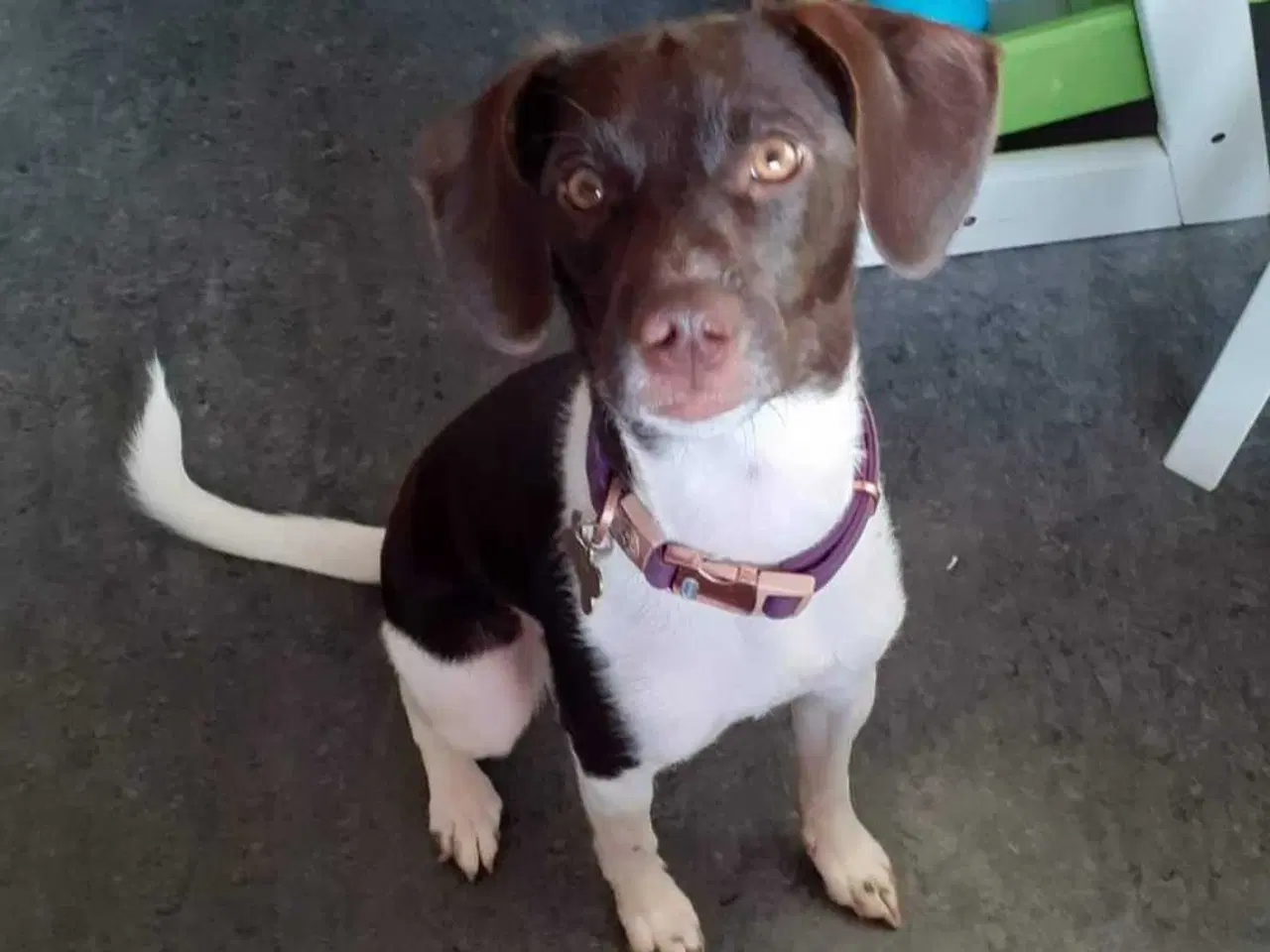 Billede 8 - Dansk svensk gårdhund/Ft. Cocker spaniel