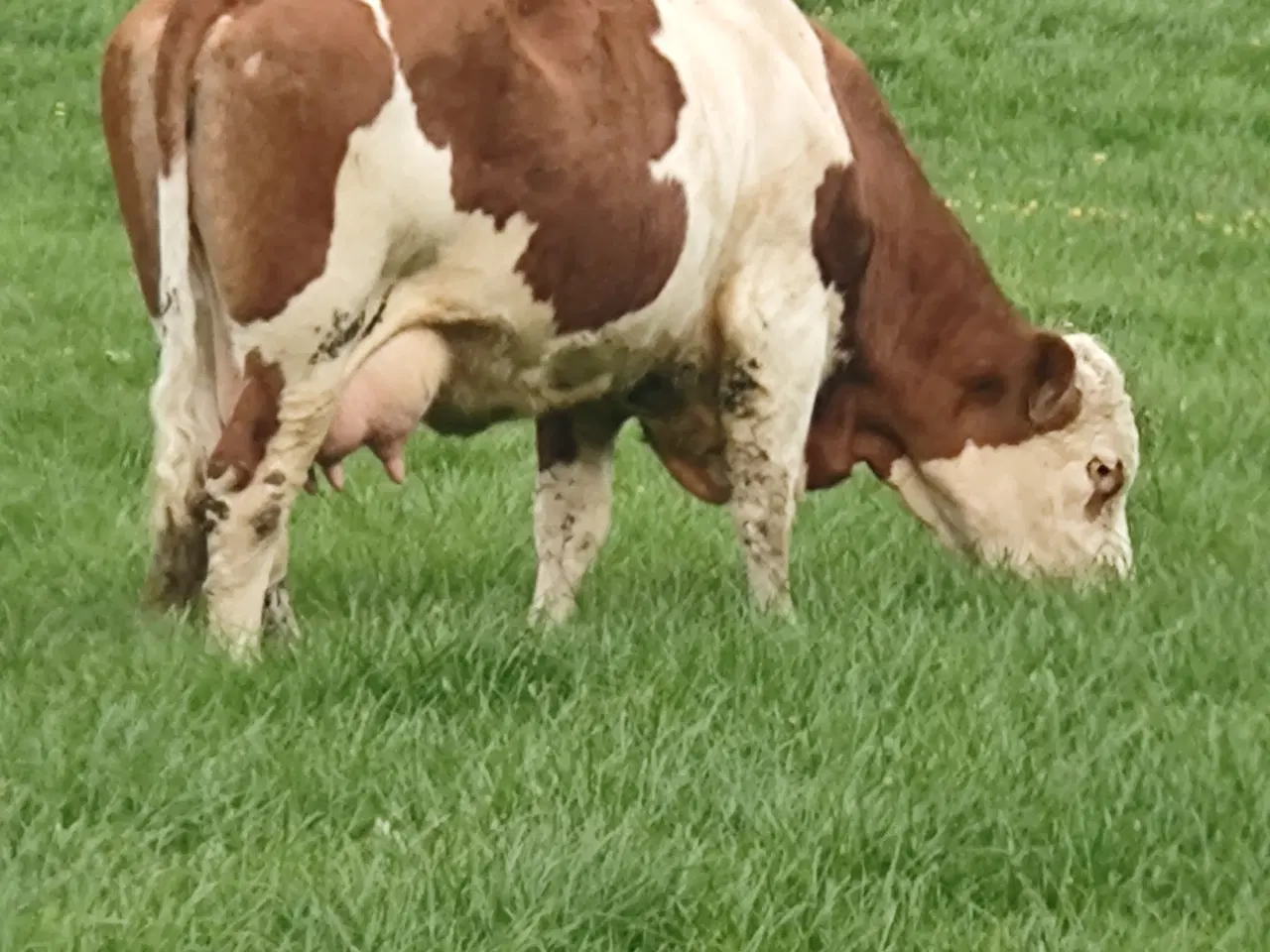 Billede 2 - Simmentaler 