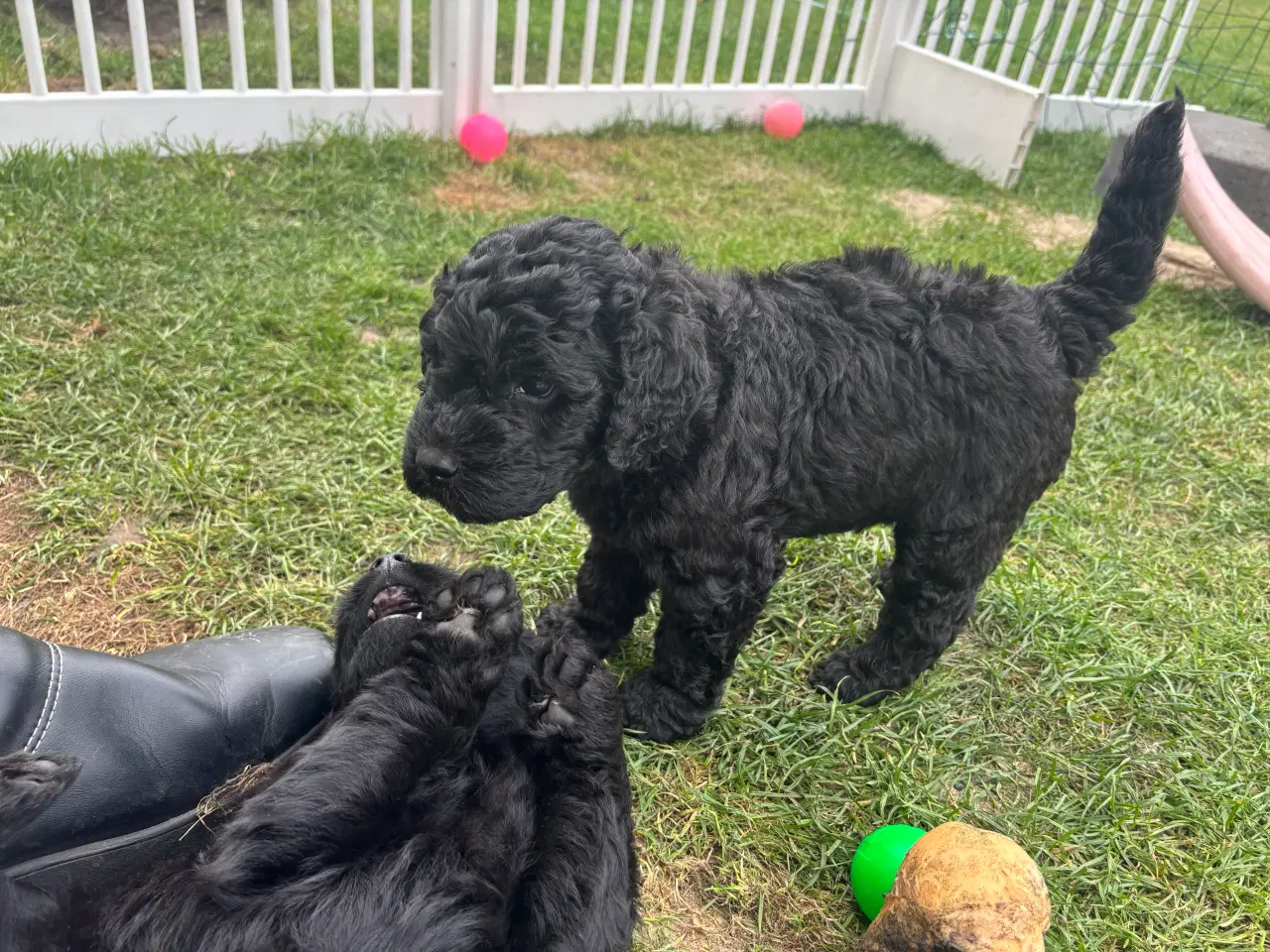 Billede 8 - Goldendoodlelab 1 tæve❤️ 2 hanner💙 tilbage
