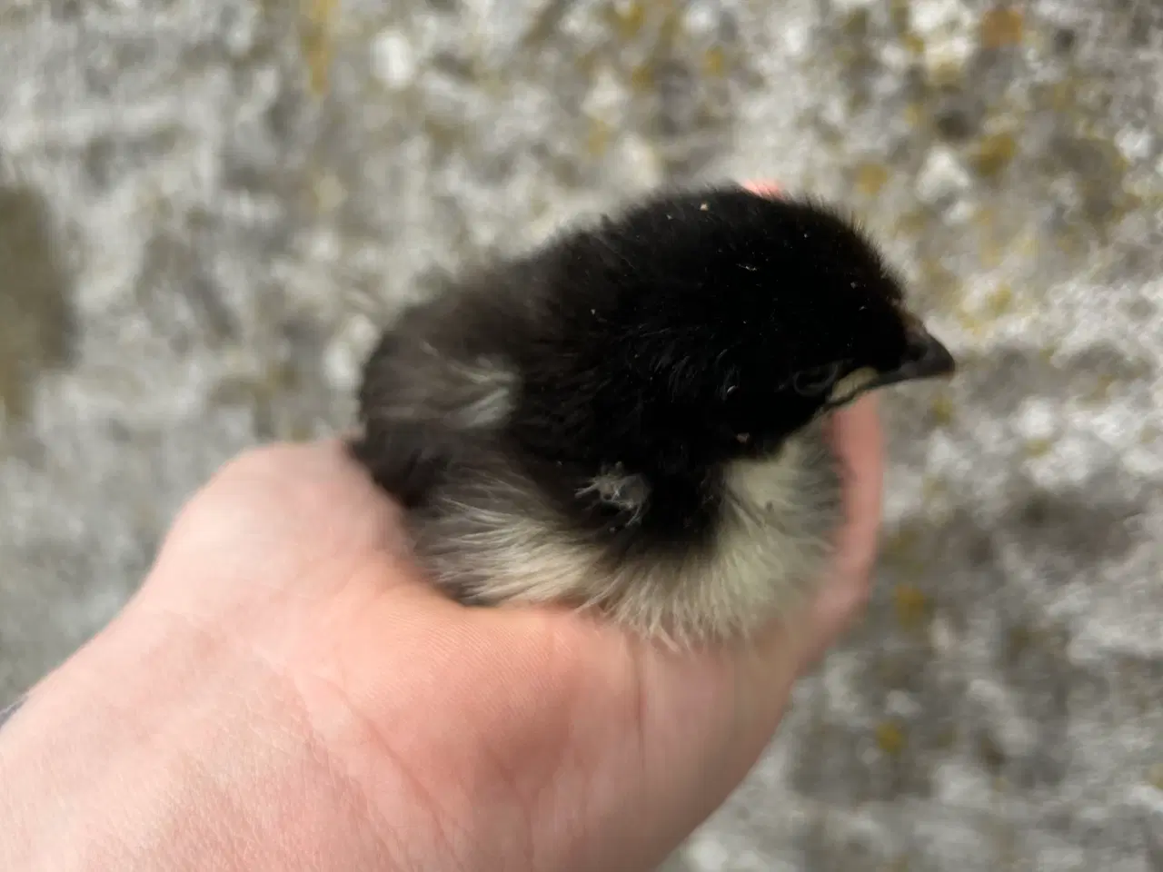 Billede 5 - Påske(Maran) kyllinger