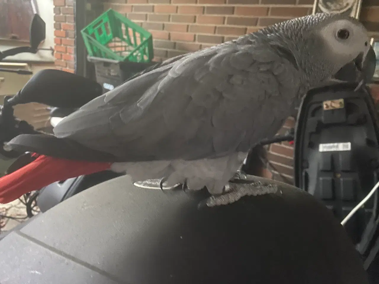 Billede 13 - DEJLIG gøje 🥰 søger nyt hjem 