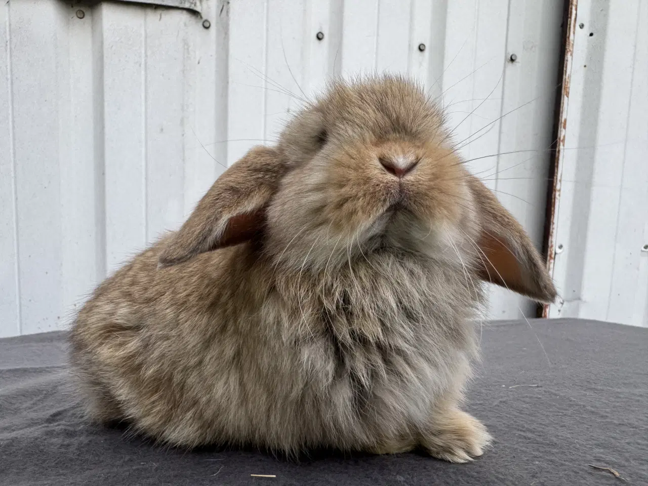 Billede 3 - Mini lop hankanin