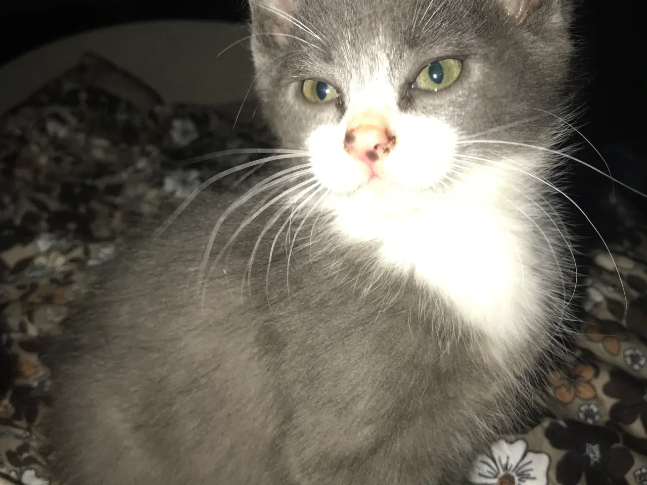 Billede 6 - Killinger smukke