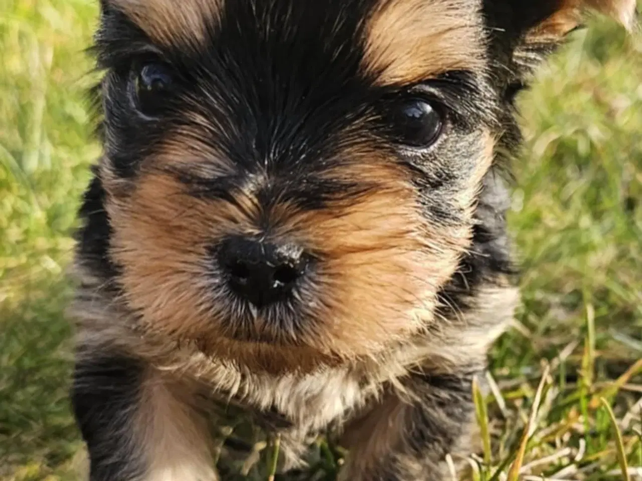 Billede 14 - 4 Yorkshire terrier hvalpe søgør kærlige hjem