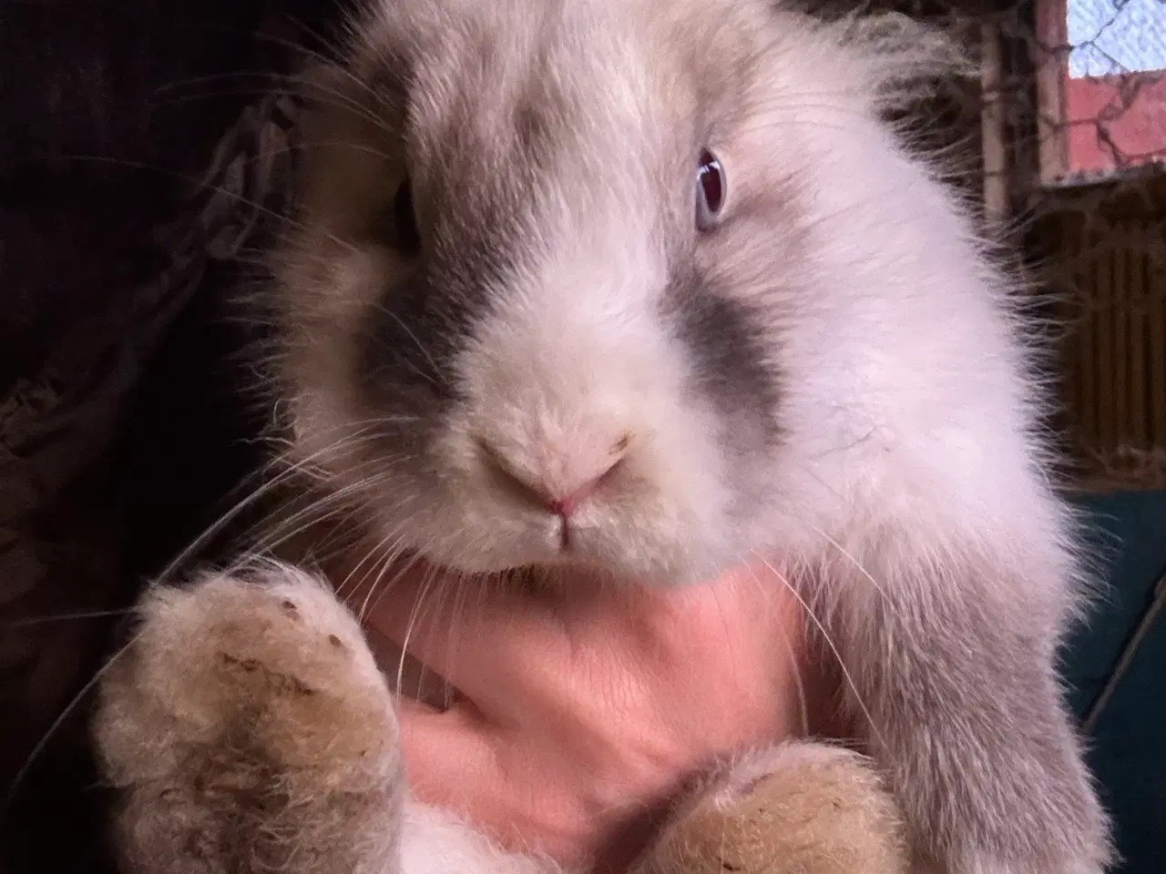 Billede 2 - De fineste kaninunger sælges 