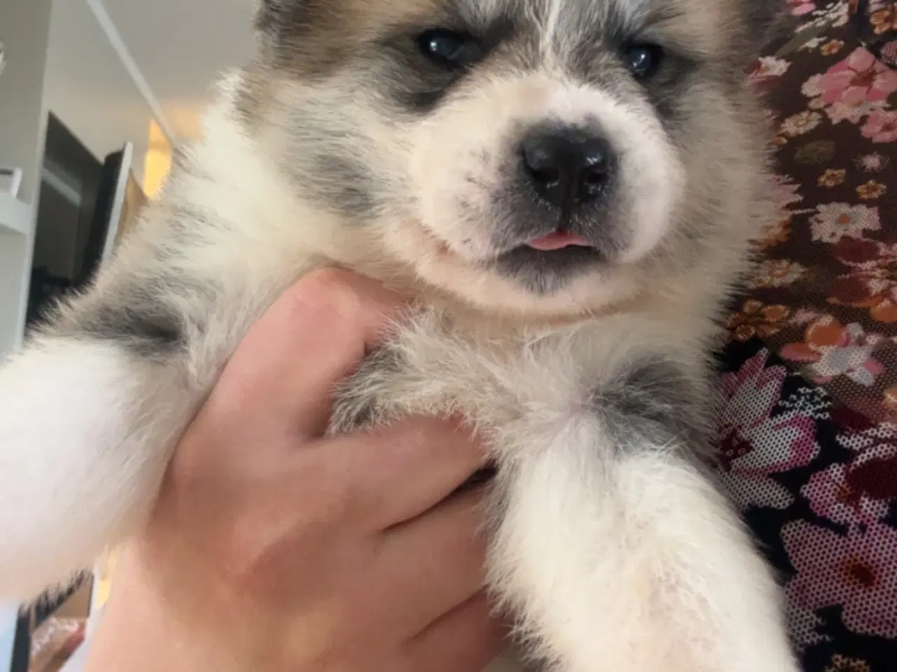 Billede 4 - Den perfekte blanding 🐾