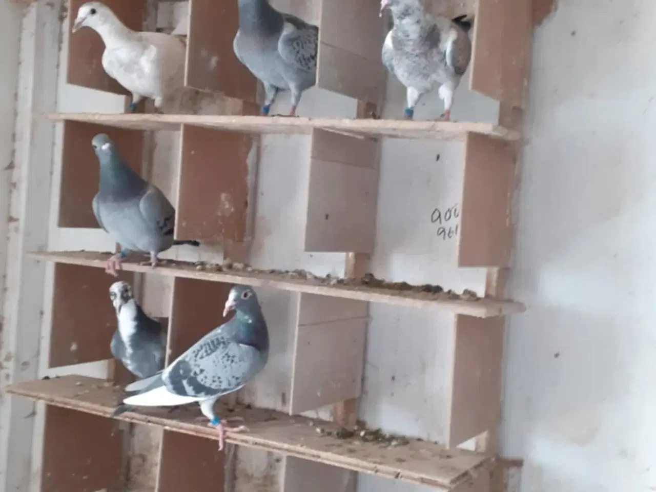 Billede 2 - Brevduer unger og Træningekurve