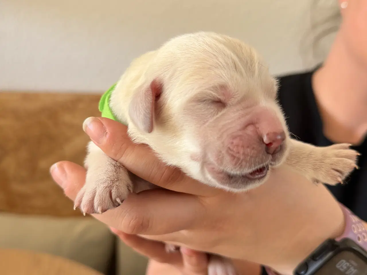 Billede 11 - Golden Retriever/Labrador hvalpe