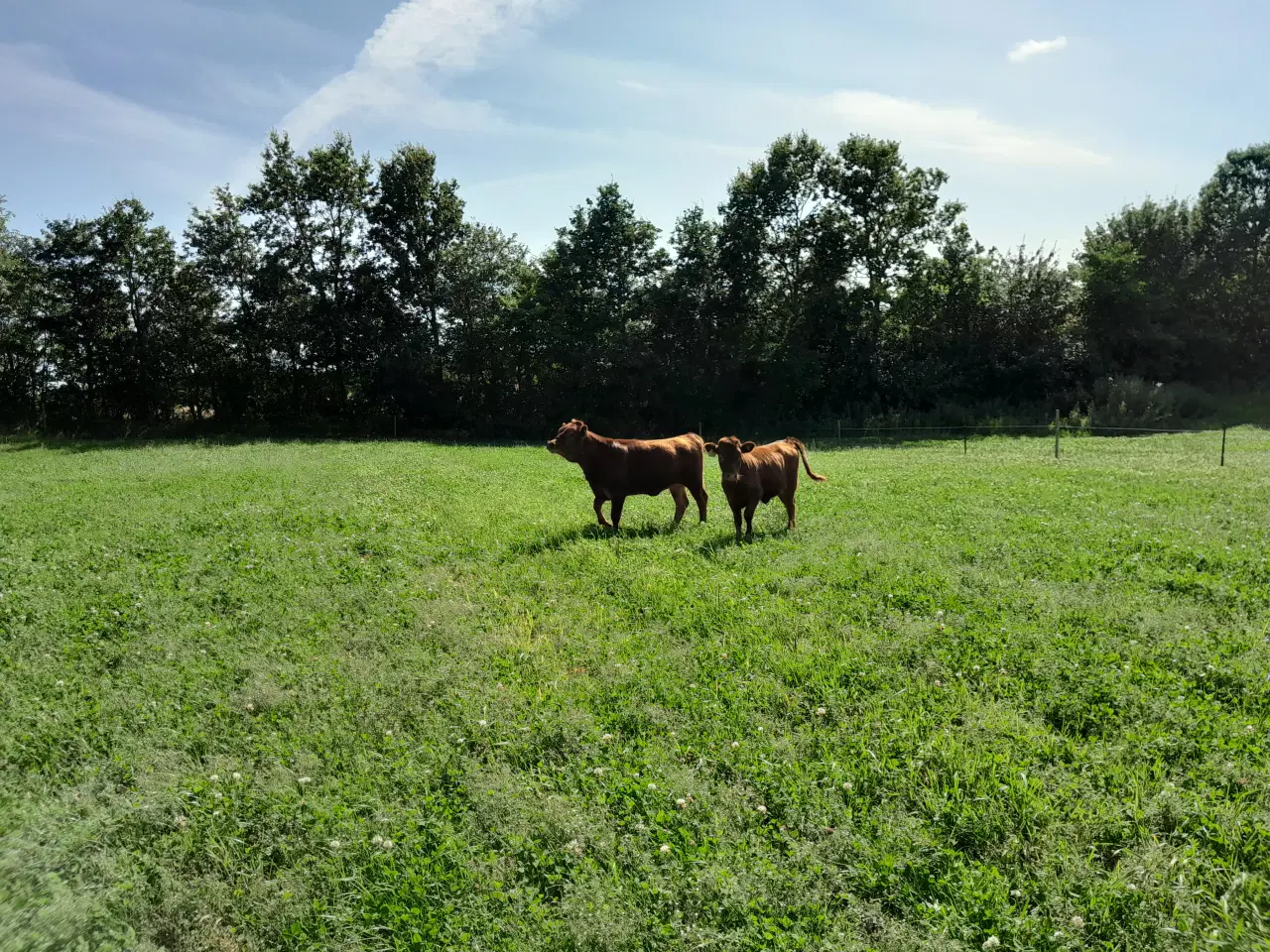 Billede 1 - dexter sælges