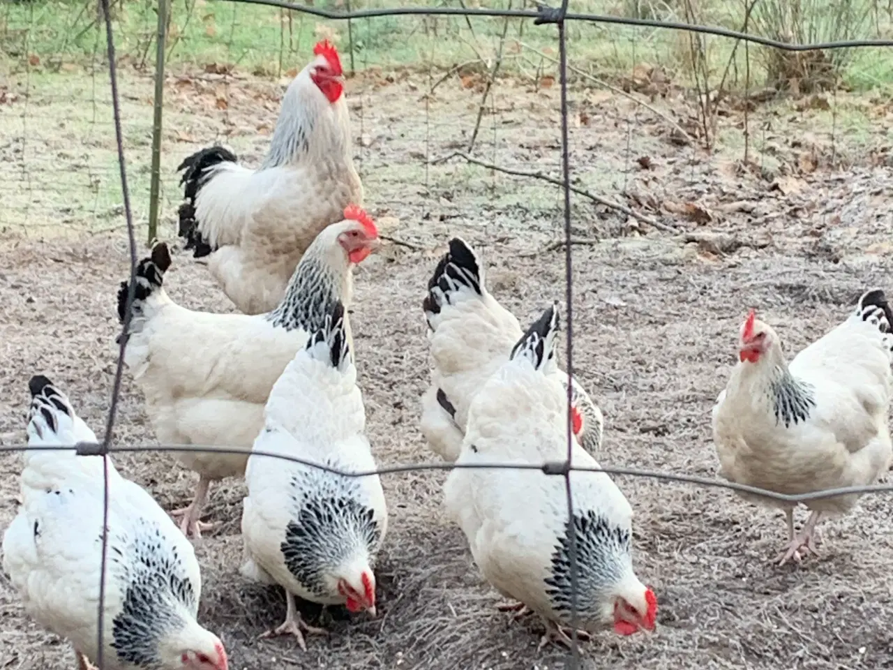 Billede 2 - Kyllinger af Lys Sussex 