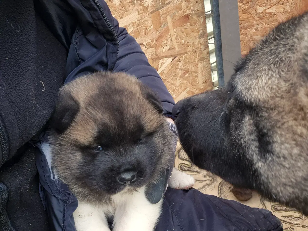 Billede 1 - Hundehvalpe American Akita