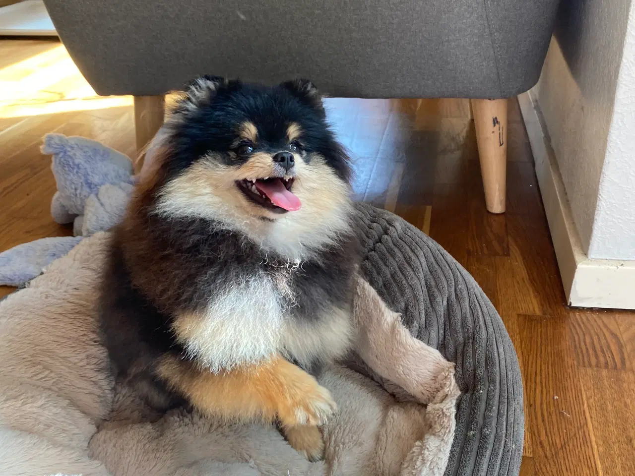 Billede 3 - Pomeranian tæve 