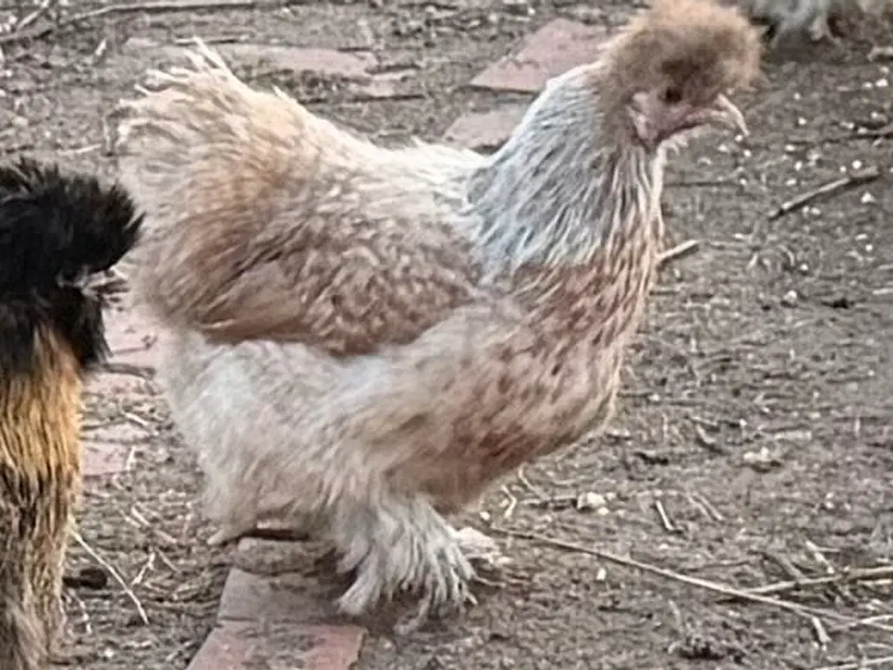 Billede 6 - Silker mellem- stor