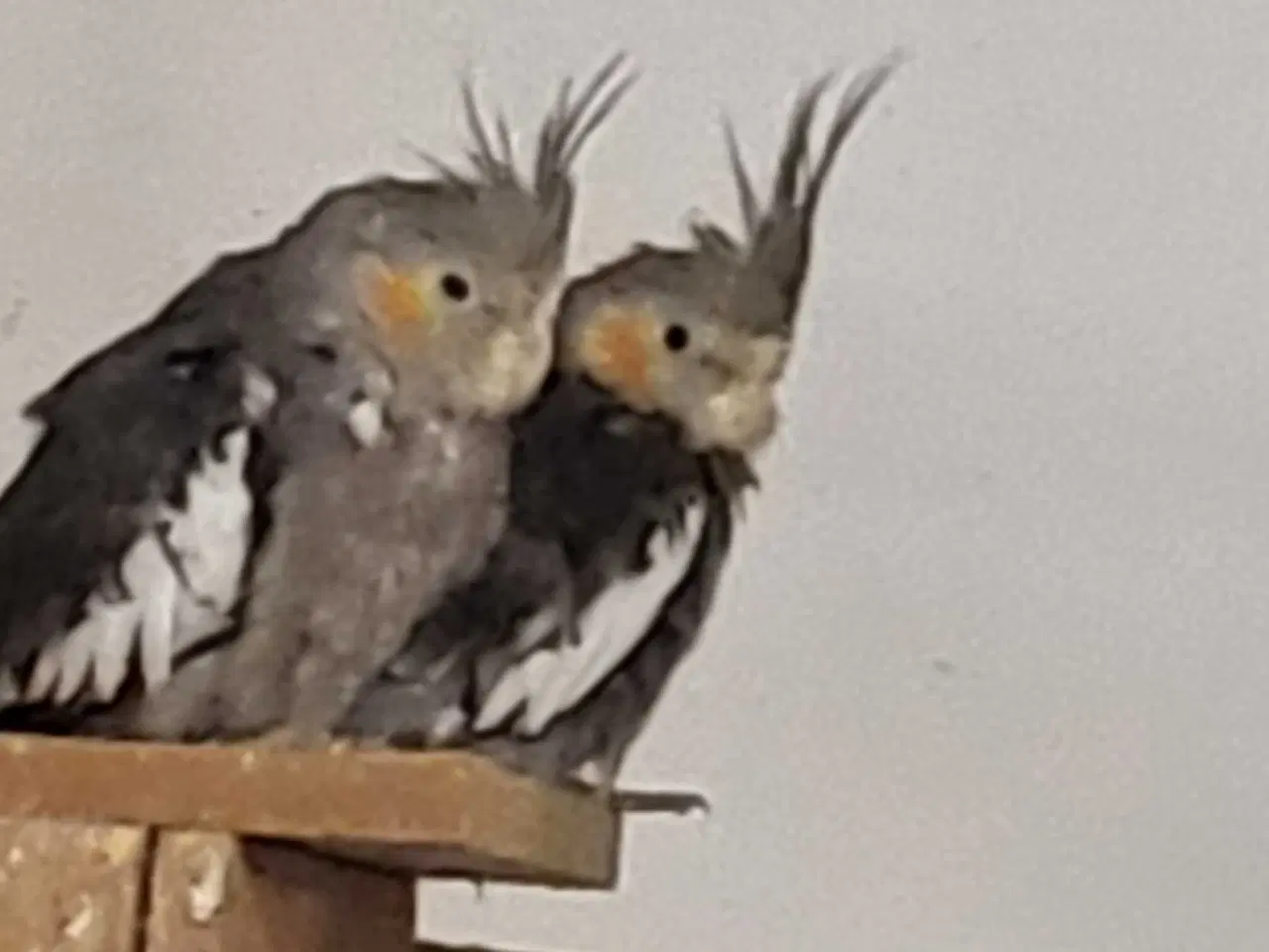 Billede 1 - Nymfe parakit 