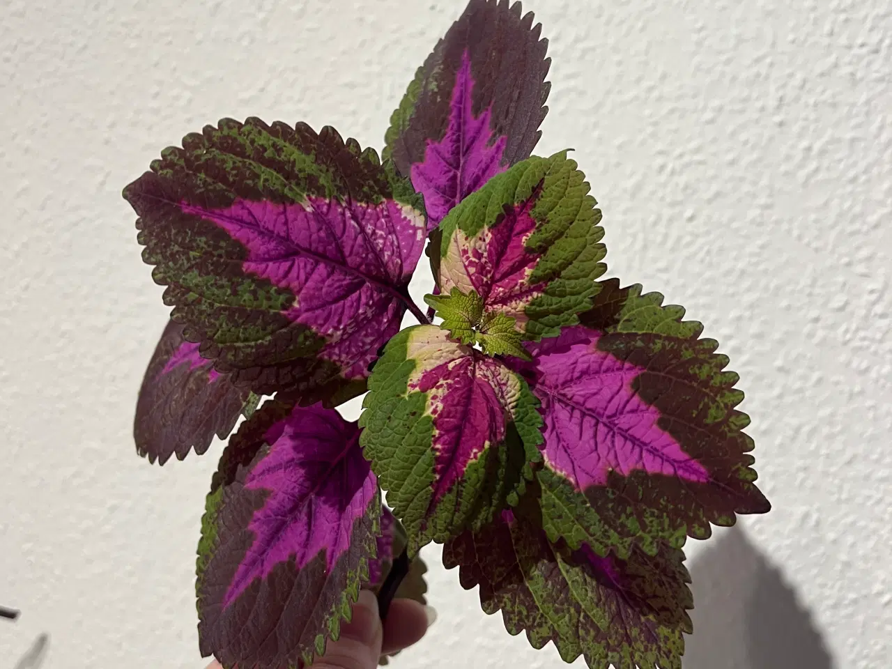 Billede 2 - Coleus/paletblad stiklinger ‘china rose’