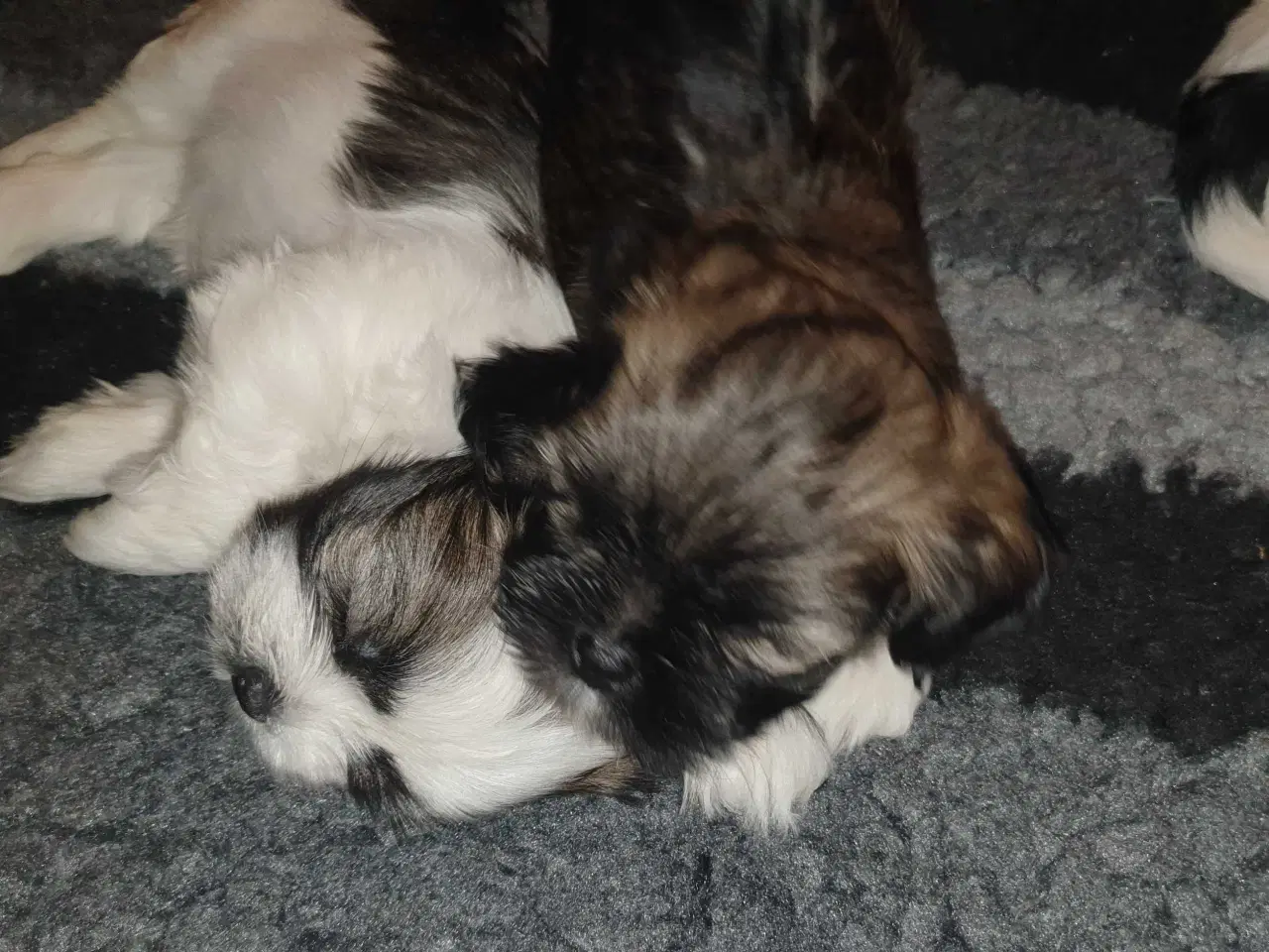 Billede 7 - Super lækre Lhasa Apso hvalpe 🐾💕
