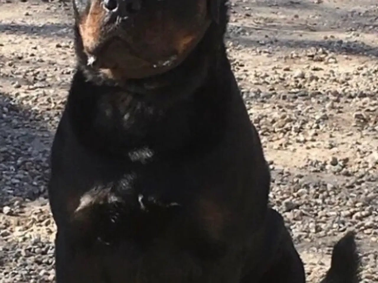 Billede 10 - Rottweiler/schæfer hvalpe