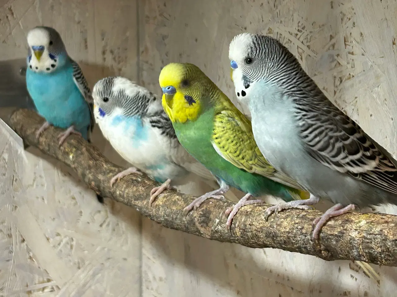 Billede 2 - Undulater