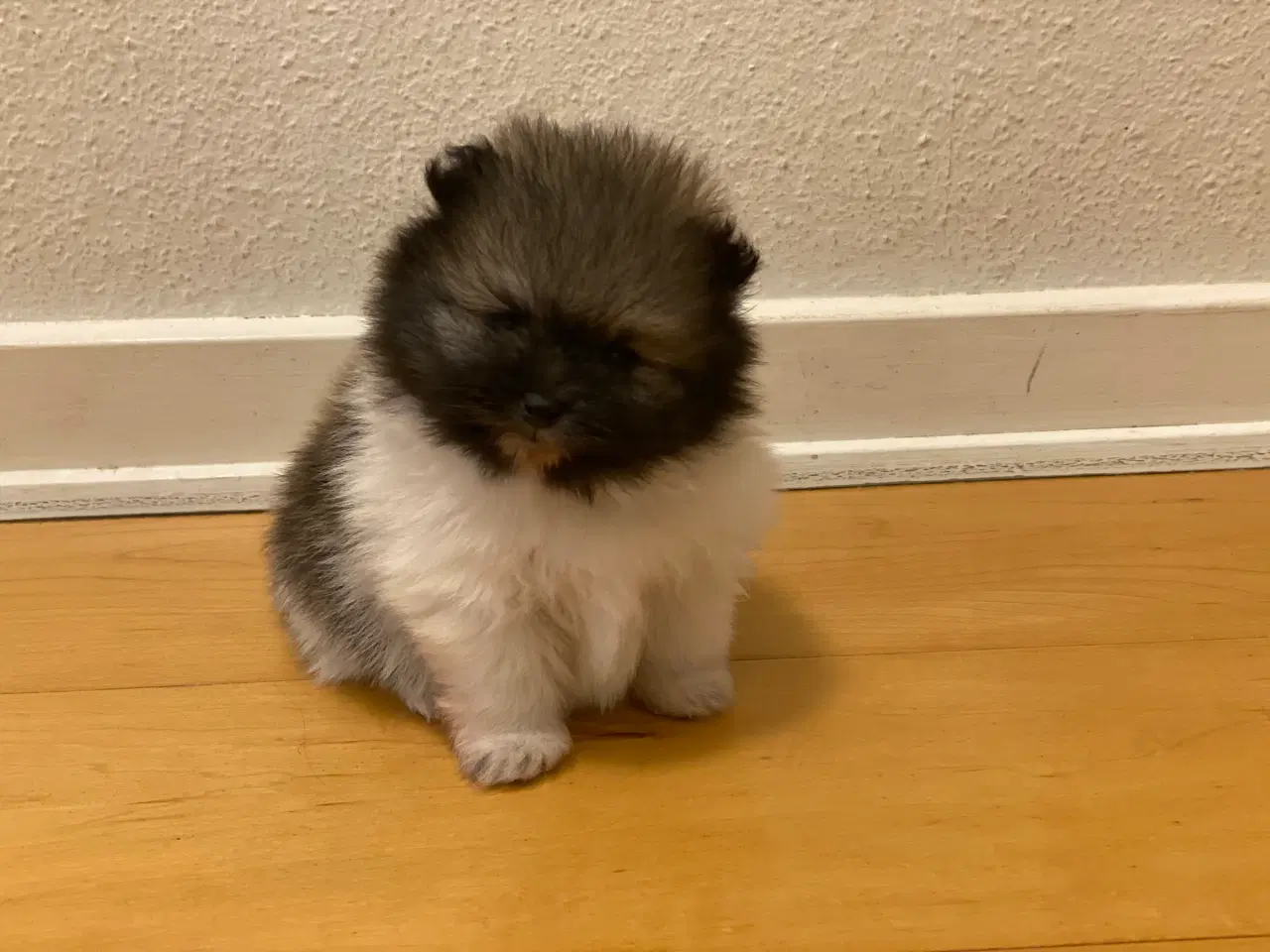 Billede 7 - DKK skønne Pomeranian drenge